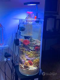 Acquario marino tropicale