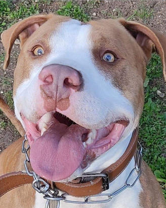 American Pitbull ukc