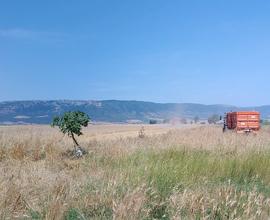 Si affittano terreni agricoli ad Apricena, 10ettar