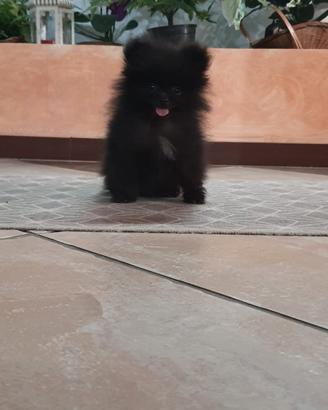 Spitz Pomerania super nano