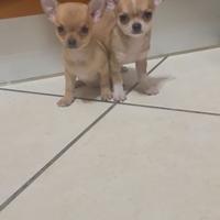 Cuccioli di chihuahua toy