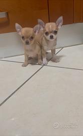 Cuccioli di chihuahua toy