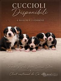 Cuccioli di Grande Bovaro Svizzero