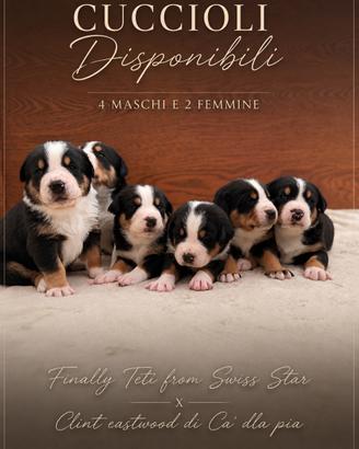 Cuccioli di Grande Bovaro Svizzero