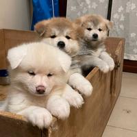 Cuccioli Akita Inu pedigree ENCI