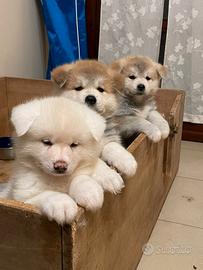 Cuccioli Akita Inu pedigree ENCI