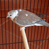 Tortore diamantine pezzate