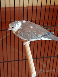 Tortore diamantine pezzate