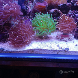 Euphyllie,talee,coralli,frag