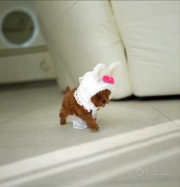 Barboncino mini Toy 3 mesi femmina