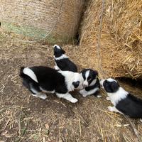 Cuccioli Border Collie