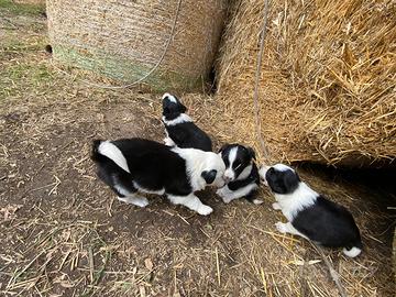 Cuccioli Border Collie