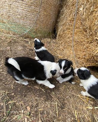 Cuccioli Border Collie