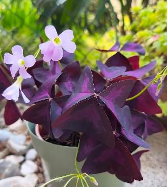 Oxalis triangularis "pianta -farfalla"