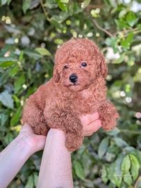 Barboncino Toy
