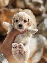 Cuccioli di maltipoo