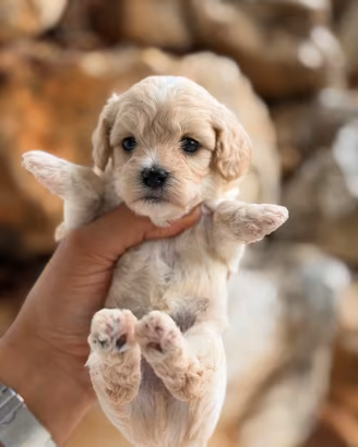 Cuccioli di maltipoo