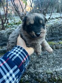 Pastori del Lagorai / Lessinia