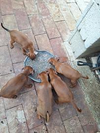 cuccioli pincher 