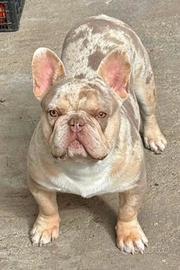 Stalloni bulldog