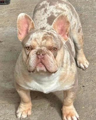 Stalloni bulldog