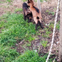 Camosciata delle Alpi