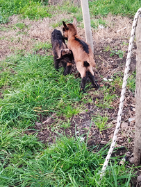 Camosciata delle Alpi