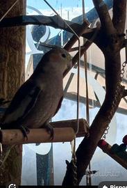 Calopsite femmina di 9 mesi