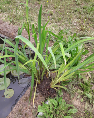 Iris pseodacouros