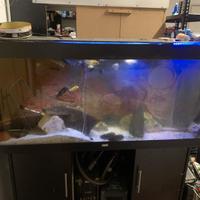 Acquario 500L con mobile