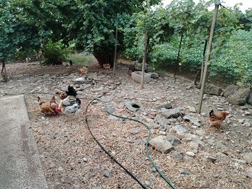 Galline
