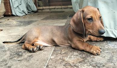 Cuccioli bassotto nano maschietti