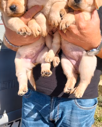 cuccioli di labrador retriever 