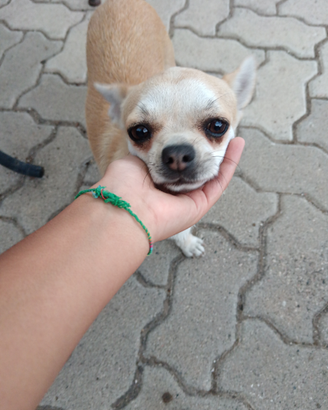 Chihuahua