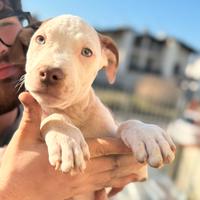 Cuccioli di Amstaff