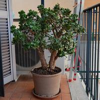 crassula ovata - albero di giada