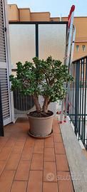 crassula ovata - albero di giada