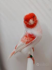 Canarini