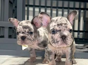 Bulldog maschi e femmine subito pronti