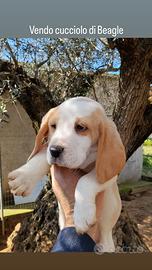 Cucciolo di Beagle