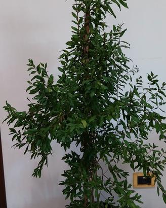 melograno 