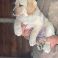 Labrador miele con pedigree