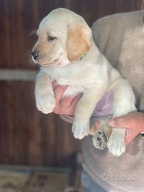 Labrador miele con pedigree