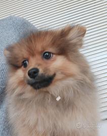 Piccolo spitz femmina