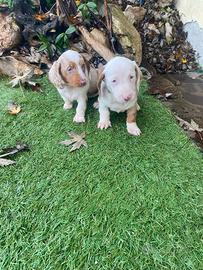 Cucciole di bassotto pied bald