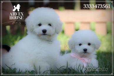 Cuccioli di Barboncino Bianco Toy & Mini - Selezio