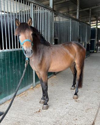 Pony baia
