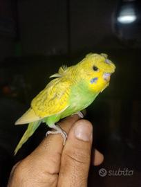 Cocorita hagoromo da imbecco