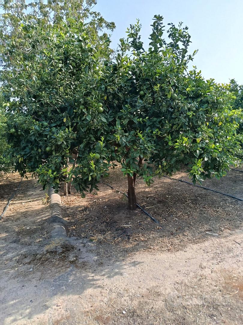 Agrumeto a 200 metri dalla SS113 Termini Imerese - Vista 4