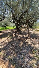 Terreno marina di camerota